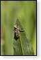 libellen libel insect insecten juffers juffer odonata anisoptera zygoptera waterjuffers fauna waterjuffer larve